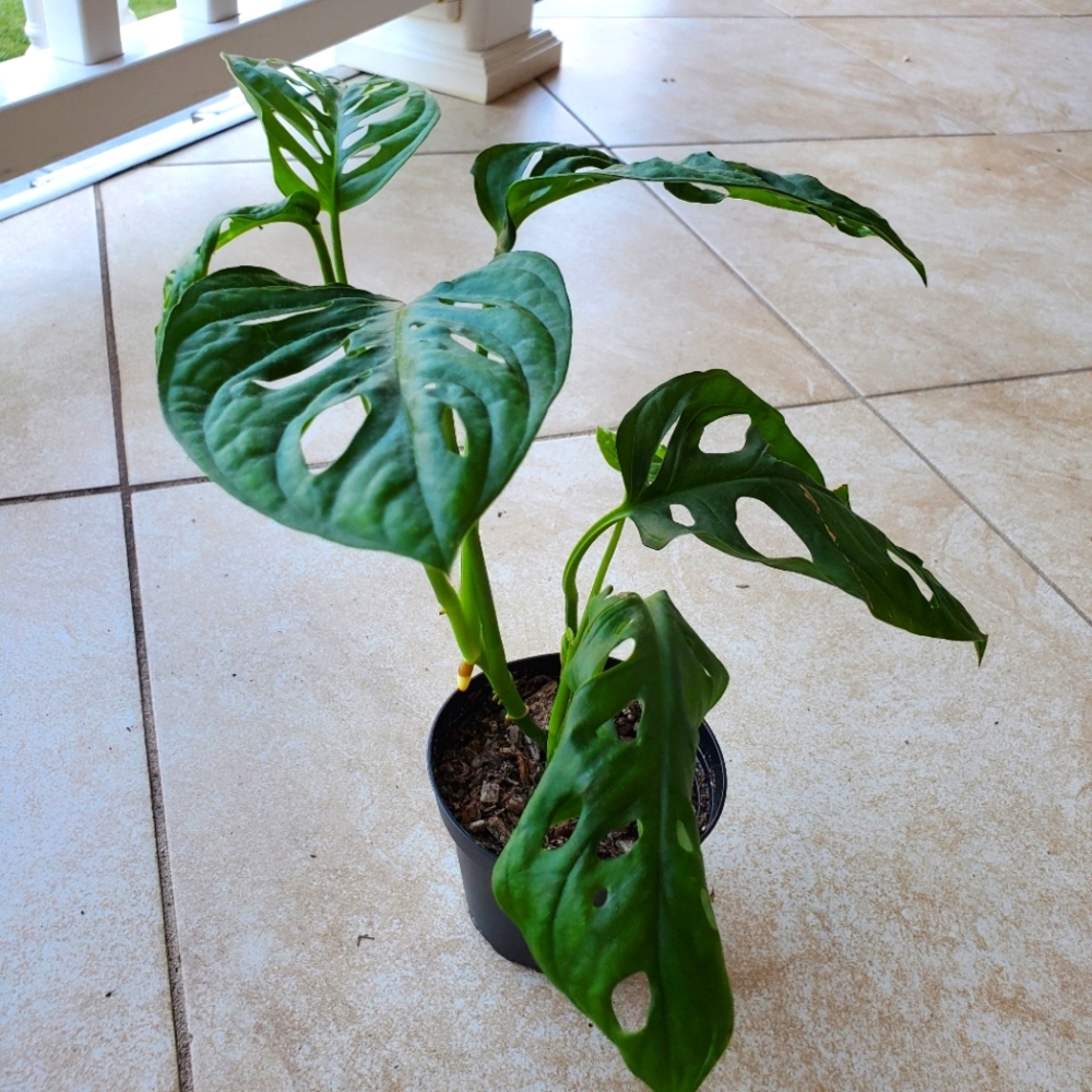 SOLD Monstera Adansonii (DD) | 3" pot - Picture 3 of 9